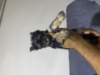Tuvalet Eğitimli Yorkshire Terrier