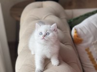 Safkan Ayı Surat British Shorthair Yavrularım