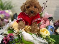 Toy Poodle Yavru Köpeklerimiz