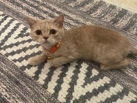 2. yaşında ücretsiz dişi british shorthair acil