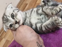 2 aylık scottish fold