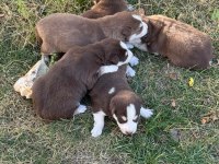 Husky Sibirya Kurt Yavrularımız
