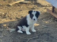 Border collie yavru köpeklerimiz