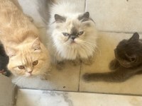 Sahibinden İran Kedisi Sahiplendirme