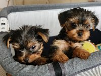 Dişi Yorkshire Terrier Yavruları