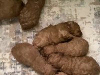 Haftaya Teslim Orjinal Ev Üretimi Toy Poodle