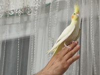 Erkek sultan papağanı lutino konuşuyor 4 ve 5 aylık