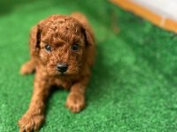 Poodle yavrularımız