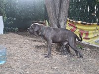 Cane corso blue köpeğimiz