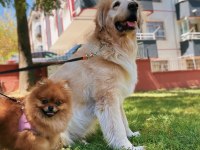 Pomeranian boo 2 yaşında