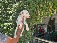 DALMAÇYALI YAVRU KÖPEKLER