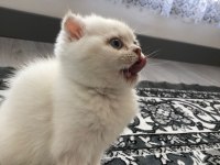 Scottish fold dişi mavi gözlü beyaz kedimiz