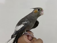 Sultan papağanı sahiplendirilecektir