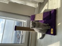 3 aylık erkek scottish fold