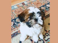 SAF KAN SHİH TZU