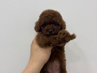 KORE KAN POODLE DİŞİ YAVRU IRK VE SAĞLIK GARANTİLİ AŞILI