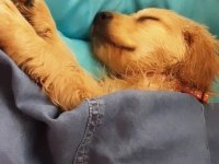 Evcil hayvan golden retriever