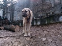 Orjinal kangal sürü köpeği