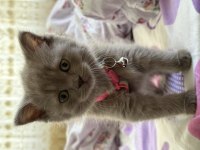 Sevimli ve Oyuncu Lilac Dişi British Shorthair