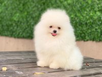 Ayı suralı pomeranian yavrularımız
