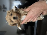Birinci sınıf kore kan maltipoo bebekler