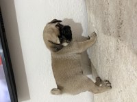 50 günlük sağlıklı dişi pug yavru