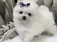 Pomeranian Boo Cinsi Yavrumuz