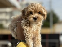 Wc eğitimli poodle ayarında maltipoolar