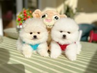 2 Erkek Ayıcıklar Pomeranian Boo