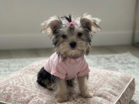 Teacup büyümeyen morkie yavrular