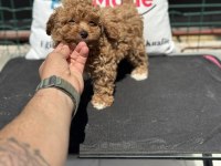 Petmode köpek çiftliğinde ziyarete açık kore maltipoo