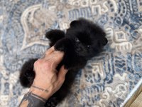 En Lüx Pomeranian Yavrumuz Karaböcük