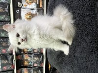 Irk ve sağlık garantili british longhair yavrularımız