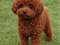Toypoodle yavruları elite seri burada