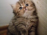 ÜCRETSİZ A KALİTE BEBEK PERSİAN