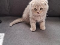 Scottish Fold Kedimiz İçin Ulaşın