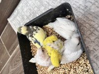 Ev üretimi minik muhabbet kuşlar