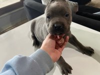 A kalite cane corso Safkan Blue ve Blue Tan