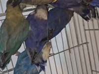 BEBEK CENNET PAPAĞANLARI ISIRMA SIFIR