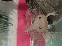 Axolotl Su Semenderi