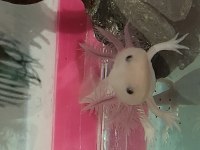 Axolotl su semenderi