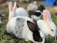 Birbirinden farklı sevimli mi sevimli tavşanlar