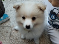 Pomeranian spitz