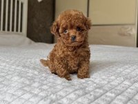 Toy Poodle Köpeği