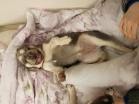 Kardeş french bulldog sahiplendirme