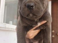 BLUE VE SİYAH CANE CORSOLARIM