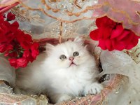 Şeker tadında blue golden british longhair güzellikler