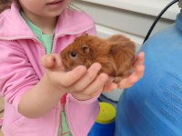 Yavru ginepig
