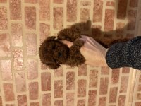 Chinese ve Kore Poodle Bebekler