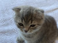3 Aylık Erkek Scottish Fold